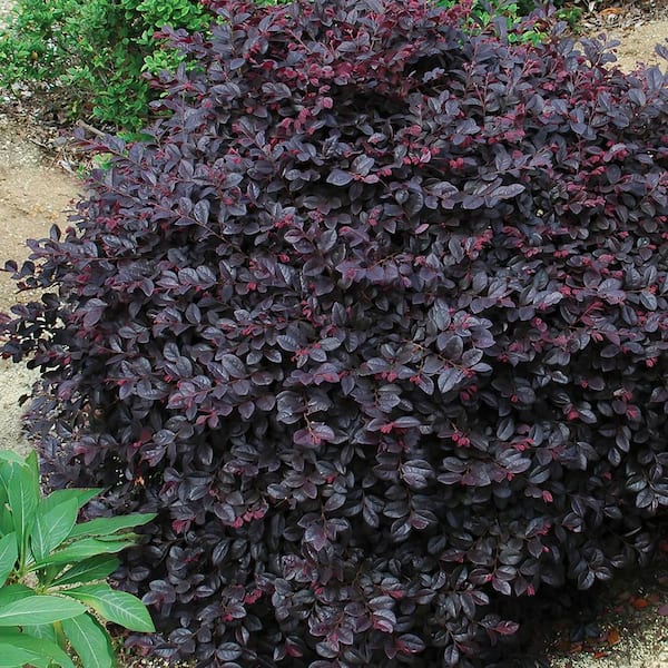 national PLANT NETWORK 1 gal. Loropetalum Cerise Charm Shrub