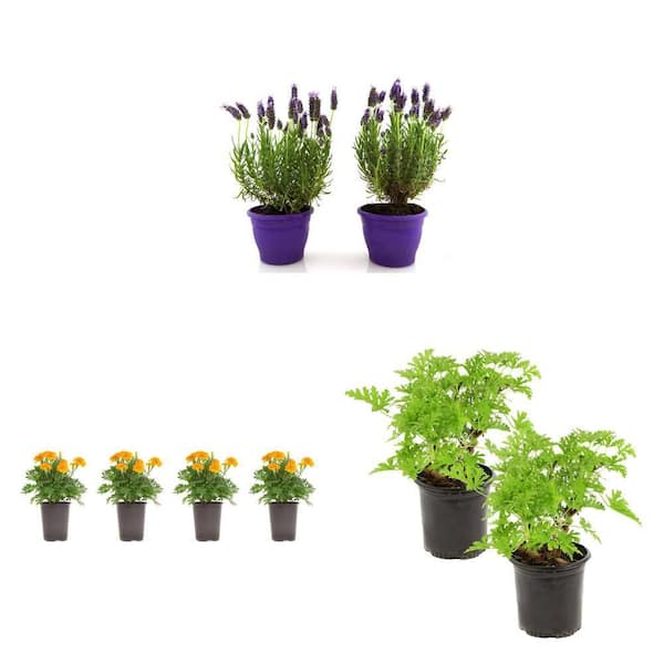 1.38 Pt. Marigold Plant, 1 Gal. Lavender & Citronella Mosquito Plant Combo (8-Plants)
