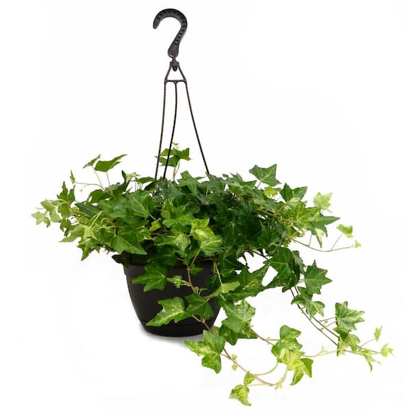 Costa Farms Exotic Angel Plants Growers Choice in 8 in. Hanging