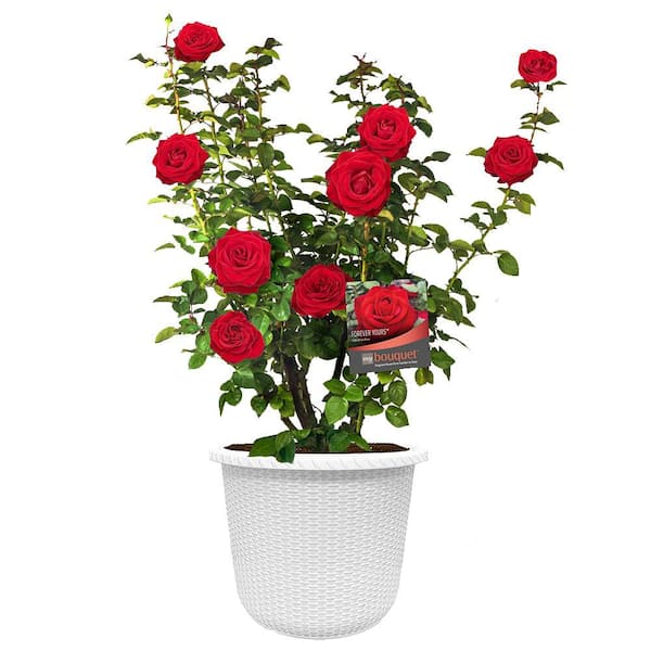 2 Gal. Forever Yours Rose with Red Flowers in Decorative Container