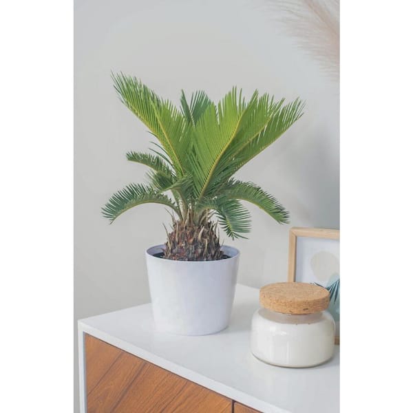 Vigoro 6 in. Sago Palm Plant in White Decor Plastic Pot 1.40