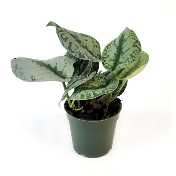 4 in. Scindapsis Pictus Silver Satin Pothos Plant in Grower Container