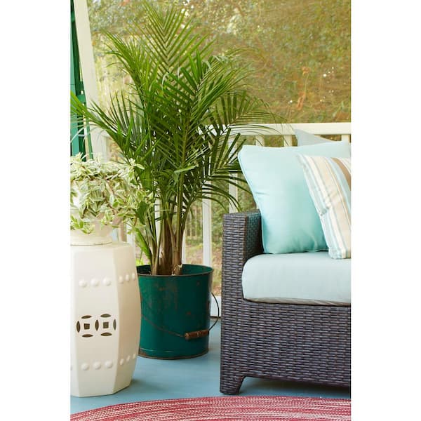 10 in. Ravenea Majesty Palm in White Plastic Deco Pot