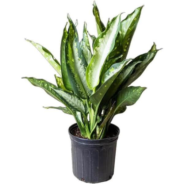 Wekiva Foliage Dieffenbachia Panther-Live Plant in a 4 Inch Growers Pot-Rare and Elegant Indoor Houseplant