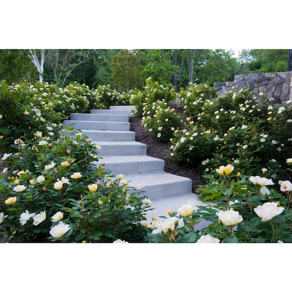 ☆ROSE☆ Chinook Sunrise' Rose | Hardy Zone 3 Rose | 49th Parallel
