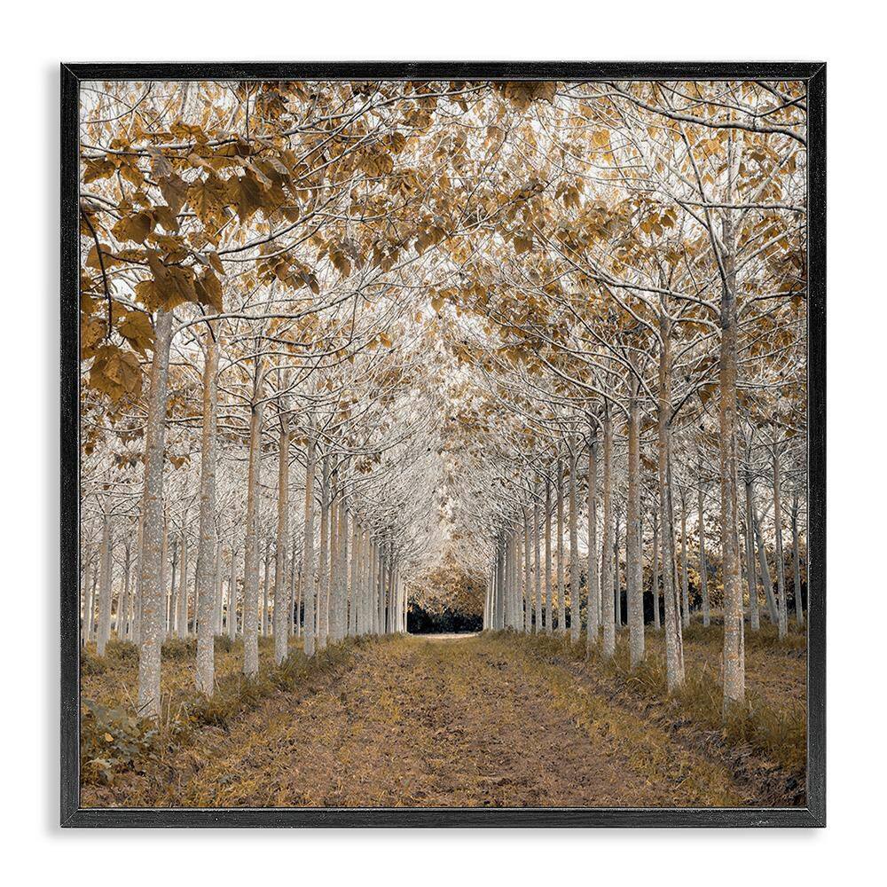White Gold Birch Grove by Assaf Frank 1 Piece Black Framed Nature Giclee Art Print 12 in. x 12 in. price history on PriceWatchPro