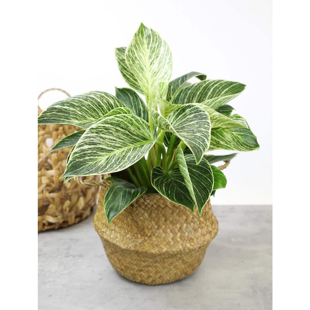 Philodendron Birkin Indoor Plant in Black Plastic Planter