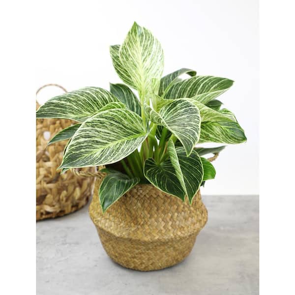 hawthorne succulent Haworthia fasciata main image 1