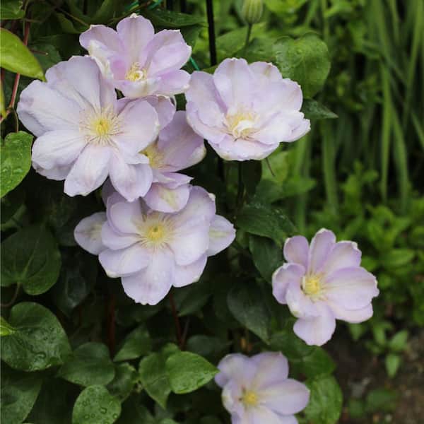 Hakuba White Flowering Clematis Vine Deciduous Perennial Starter Plant (1-Pack)