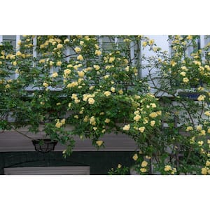 2 Gal. Lady Banks Rose, Live Thornless Vine Plant, Miniature Yellow Blooms