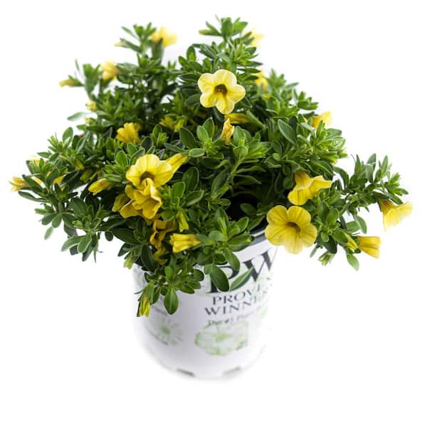 Unbranded 1 Qt. Grande Proven Winners Calibrachoa Plant