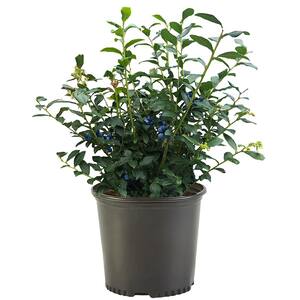 2.25 Gal. Blue Crop Blueberry Plant with White Flowers and Green Foliage
