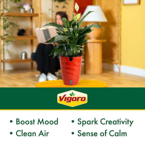 6 in. Peace Lily (1-2 ft. Tall) and ZZ Plant (10 in. Tall) with