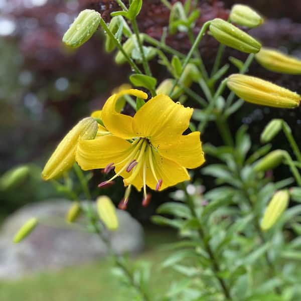 ALTMAN PLANTS 2.4 Gal. Asiatic Lily Perennial Plant with Yellow