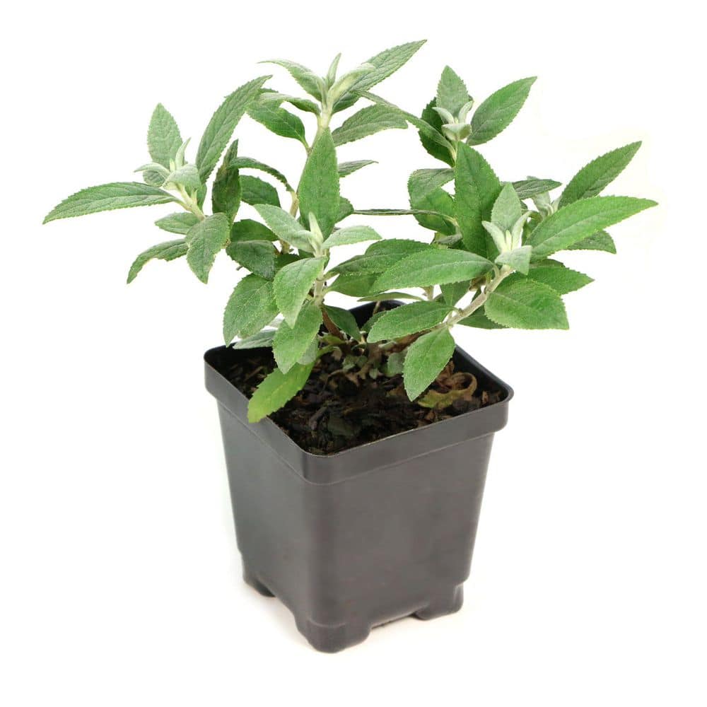 3.25 in. Butterfly Bush White Profusion Plant price history on PriceWatchPro