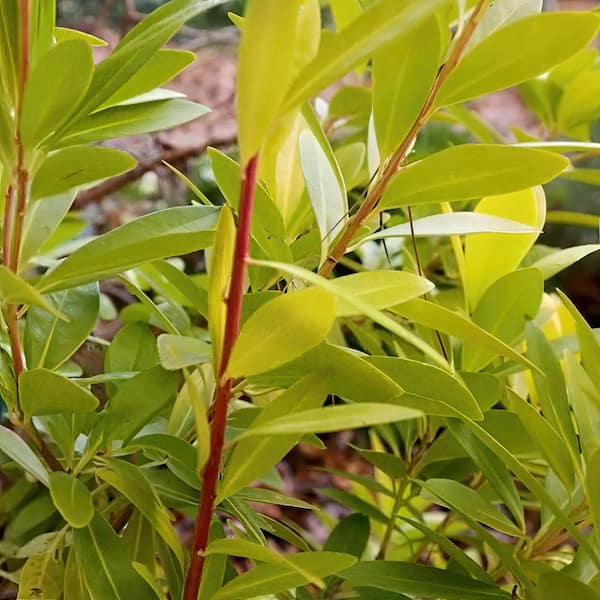 national PLANT NETWORK 3 gal. Illicium Florida Sunshine Anise