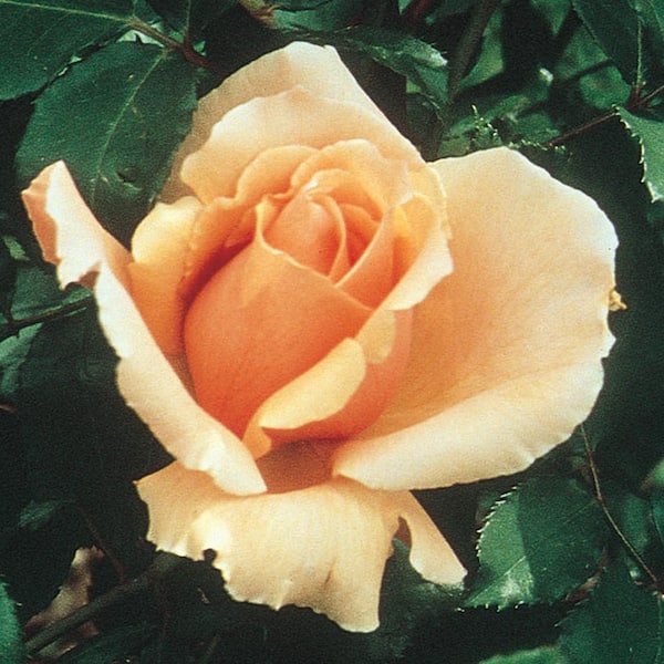 Spring Hill Nurseries 3 Gal. Pot, Just Joey Hybrid Tea Rose Bush, Live Potted Deciduous Flowering Plant (1-Pack)