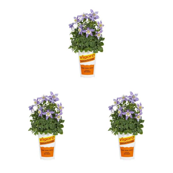 Vigoro 2 qt. Aquilegia Columbine Kirigami Deep Blue & White Bicolor Perennial Plant (3-Pack)