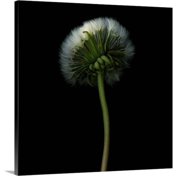 GreatBigCanvas "Pisenlit" by Magda Indigo Canvas Wall Art