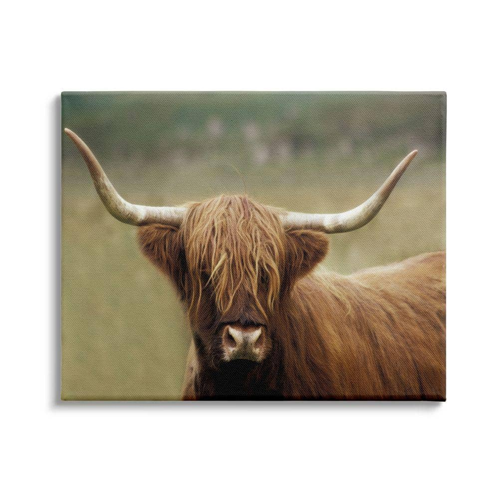 Cattle Shaggy Country Animal Portrait Photography by Danita Delimont Unframed Print Animal Wall Art 24 in. x 30 in -  Stupell Industries, ai-757_cn_24x30