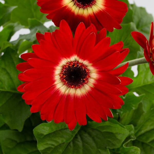 Vigoro 1.5-Pint Gerbera Daisy Color Bloom Red and White Bicolor 