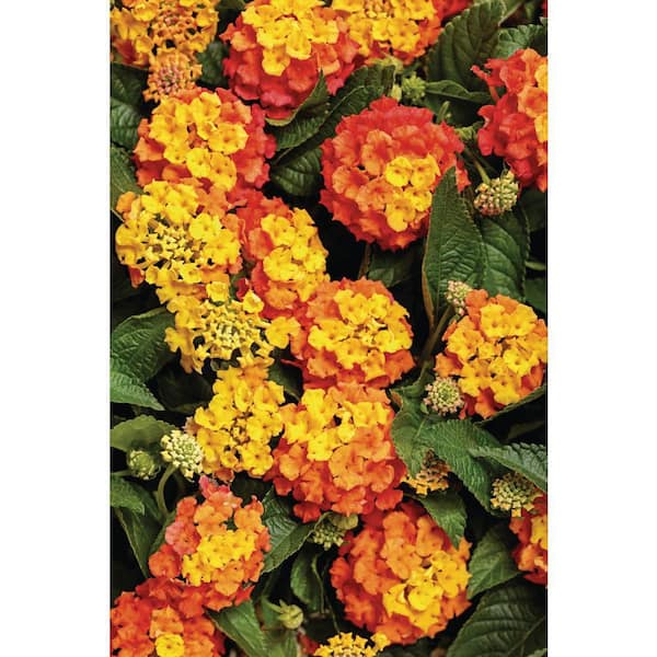 1 Gal. Yellow Lantana Perennial Plant (1-Pack)