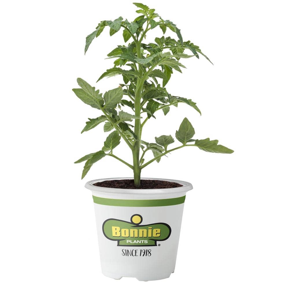UPC 715339010599 product image for 19.3 oz. Original Tomato Plant | upcitemdb.com