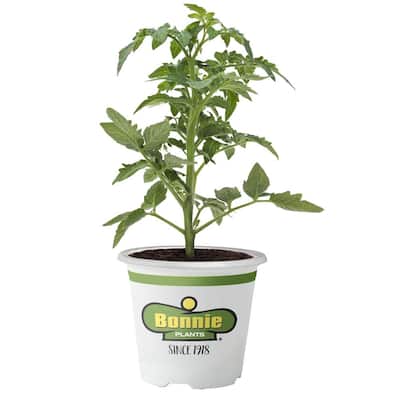 19.3 oz. Roma Classic Paste Tomato Plant