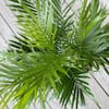 united-nursery-house-plants-20132-4f.2