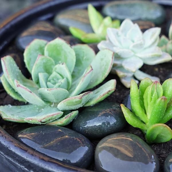 0.50 cu. ft. 1 in. to 2 in. Black Mexican Beach Pebble Smooth Round Rock for Gardens, Landscapes and Ponds
