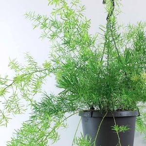 Asparagus Fern Hanging Basket - Live Plant in a 10 in. Hanging Pot - Asparagus Densiflorus 'Sprengeri - Florist Quality
