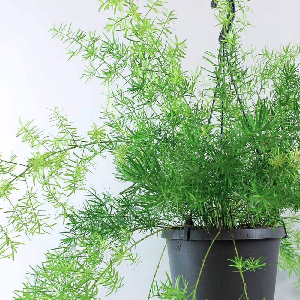 Wekiva Foliage Asparagus Fern Hanging Basket - Live Plant in a 10 in.  Hanging Pot - Asparagus Densiflorus 'Sprengeri - Florist Quality  QQ-7039-9Y4P - The Home Depot