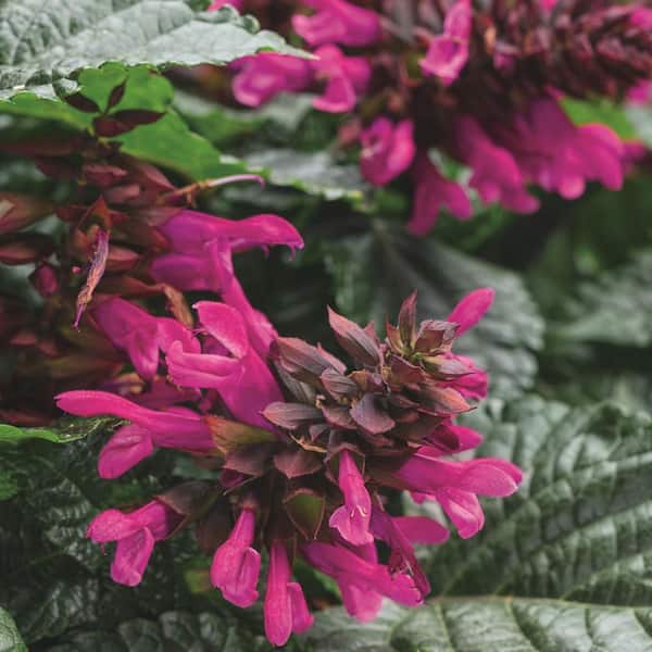 4.25 in. Eco+ Grande Rockin' Fuchsia Salvia (Hybrid) Live Annual Plant with Pink Flowers 4-Pack