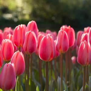 Tulips Cosmopolitan Bulbs (Set of 12)