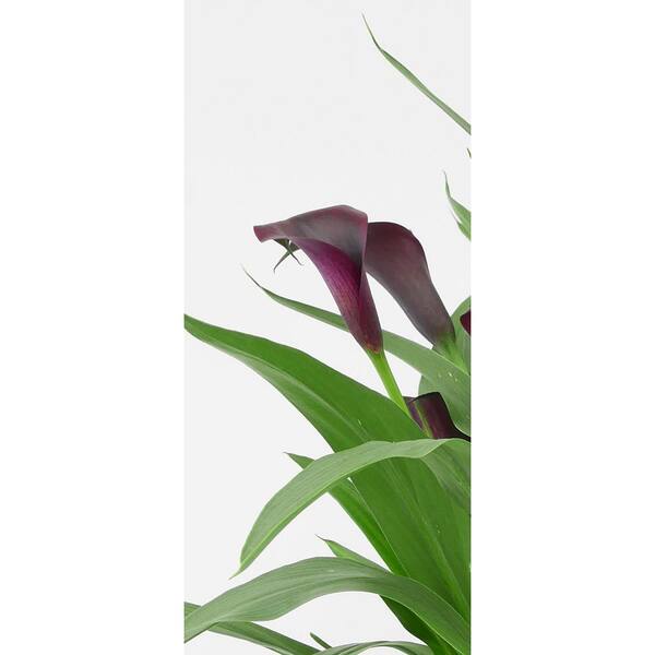 2.5 Qt. Perennial Calla Lily Black (4-Pack) 2815 - The Home