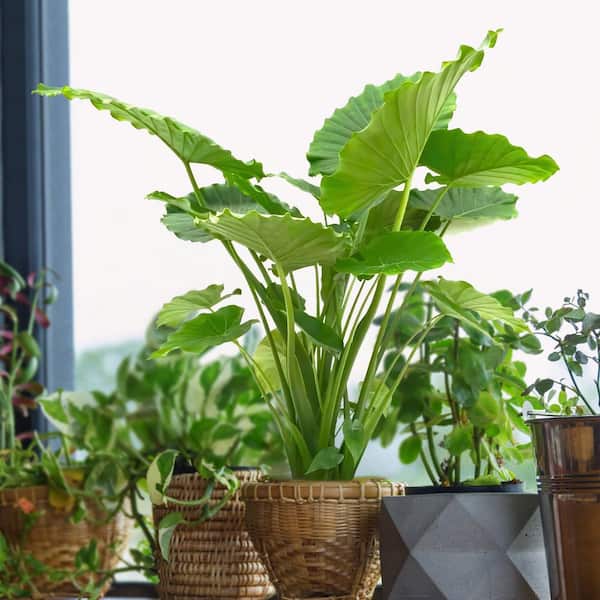 national PLANT NETWORK 4 in. Alocasia California Elephant Ear Plant in  Grower Container (3-Pack) HD2279 - The Home Depot