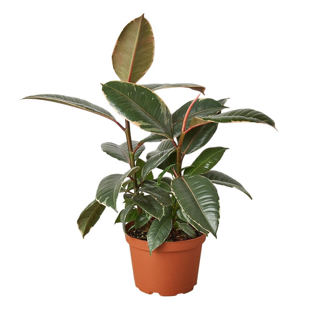Tineke Rubber Tree (Ficus Elastica) Plant in 6 in. Grower Pot