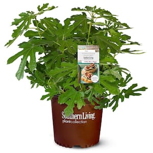 2 Gal. Little Miss Figgy Fig Tree Plant with Dark Purple Fruit with Rich Strawberry-Red Centers