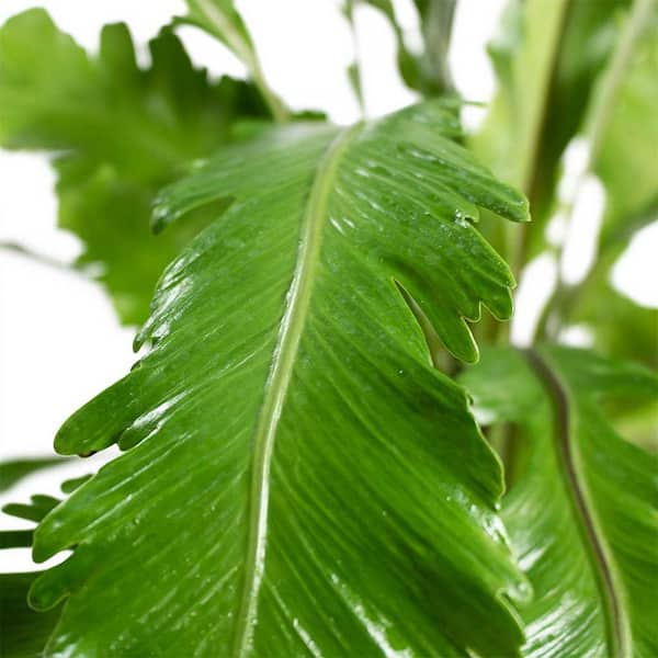 Haricots mungo - Soja vert 500g bio - Boutique - Naturline