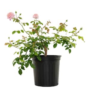 2 Gal. Viking Queen Climbing Rose with Pink Blooms