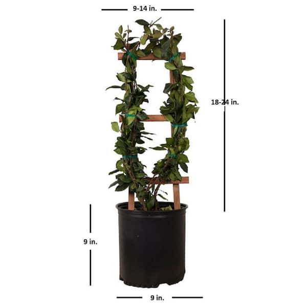 Have a question about FLOWERWOOD 2.5 gal. Confederate Jasmine