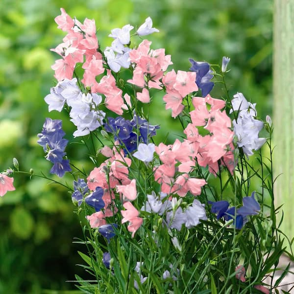 national PLANT NETWORK 4 in. Platycodon Pop Star Tri-Color Balloon