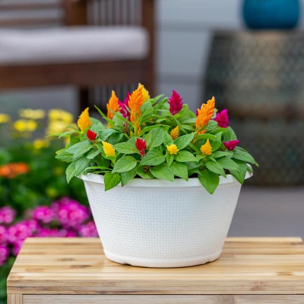 1 Gal. Celosia Woolflower Multicolor Mix in Decorative Table Top Planter Annual Plant (1-Pack)
