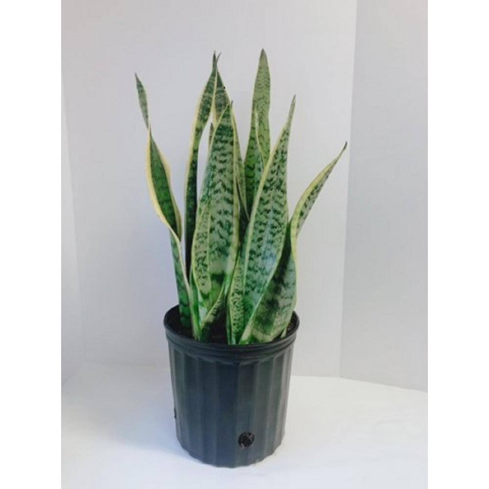 2 Gal. Snake Plant in 10 in. Nursery PotSANSE10VAR1PK