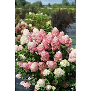 4.5 in. Qt. Quick Fire 'Fab' Hydrangea, Live Plant, White and Pink Flowers