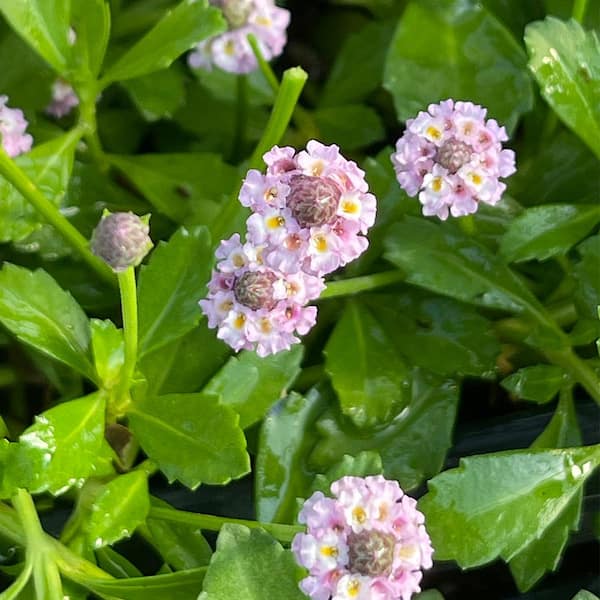 Cesicia 4 in. D x 3.5 in. H Non-Fragrant Turkey Tangle Frogfrui with White/Red/Pink Flowers (3-Pack)