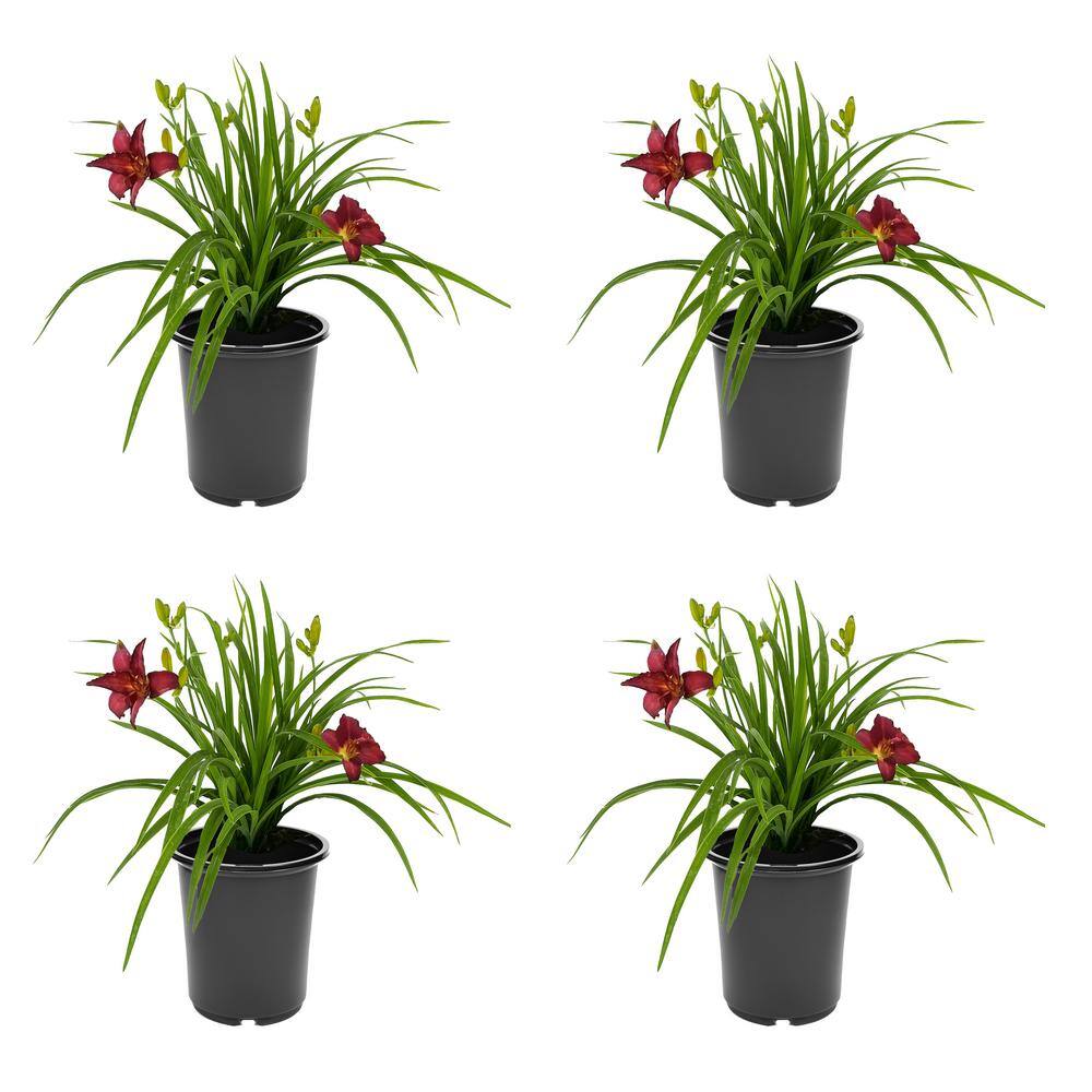 2.5 qt. Hemerocallis Perennial Plant with Red Flowers-(4-Pack)