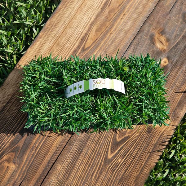 Unbranded - 64-Count SodPods Zoysia Grass Plugs/SP Popwer Planter/NutriPod Bundle - Natural, Affordable Lawn Improvement