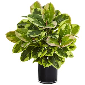 Indoor Artificial Rubber Plant in Glossy Cylinder (Real Touch)