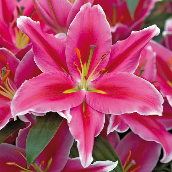 Garden State Bulb 16/18 cm, Lake Carey Oriental Lily Flower Bulbs (Bag of 20)